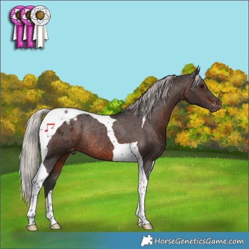 Horse Color:Silver Brown Tobiano Appaloosa Rabicano 