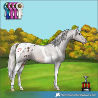 Horse Color:Silver Brown Tobiano Appaloosa Rabicano 