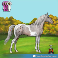 Horse Color:Silver Brown Tobiano Appaloosa Rabicano 