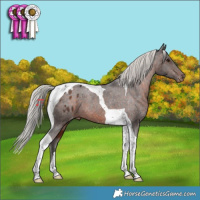 Horse Color:Silver Brown Tobiano Appaloosa Rabicano 