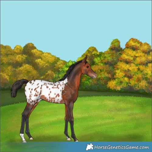 Horse Color:Bay Appaloosa 