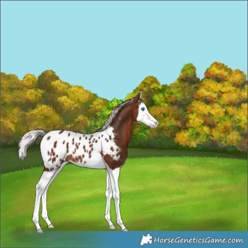 Horse Color:Silver Brown Splash Appaloosa 