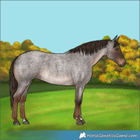 Horse Color:Liver Red Roan 