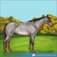 Horse Color:Liver Red Roan