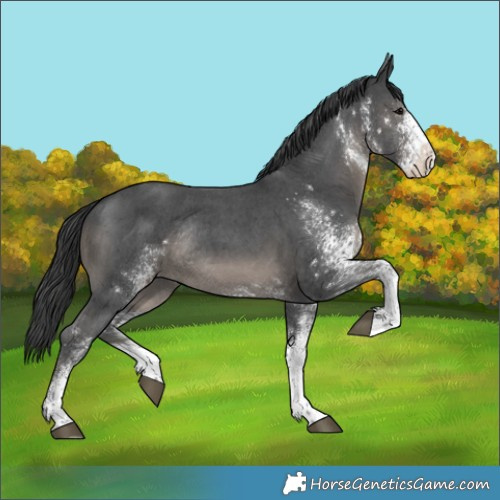 Horse Color:White Spotted Black Rabicano 