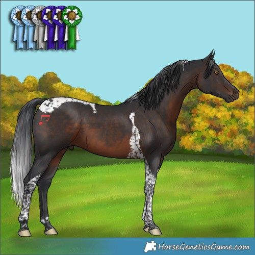 Horse Color:Brown Tobiano 