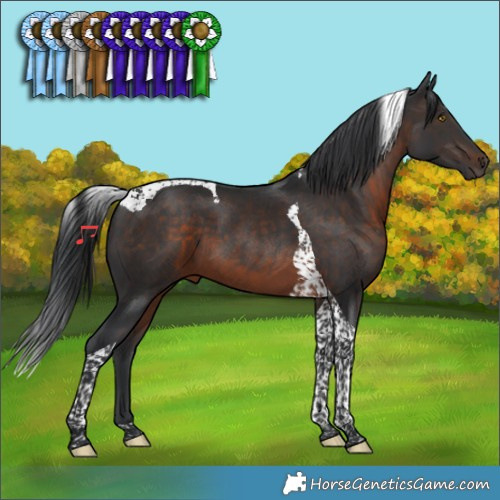 Horse Color:Brown Tobiano 