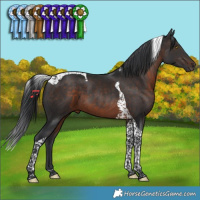 Horse Color:Brown Tobiano 