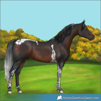 Horse Color:Brown Tobiano 