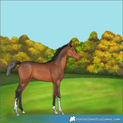 Horse Color:Bay Tobiano 