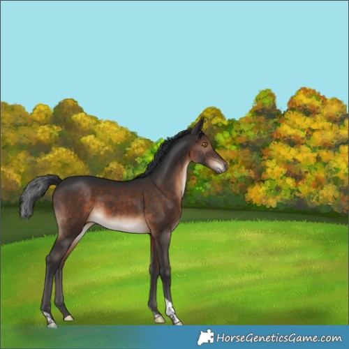 Horse Color:Brown Tobiano 