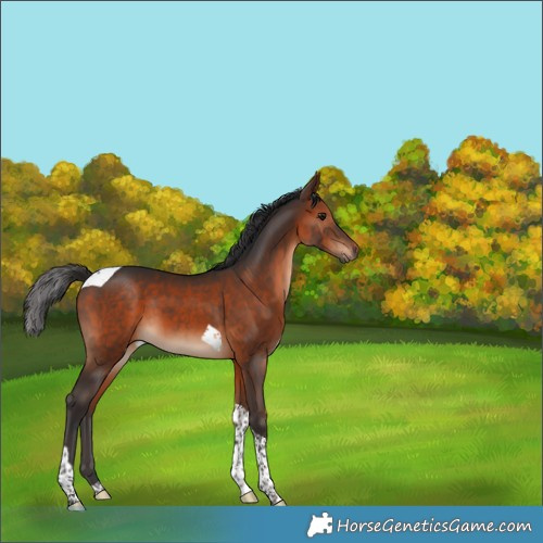 Horse Color:Brown Tobiano 