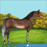 Horse Color:Brown Tobiano 