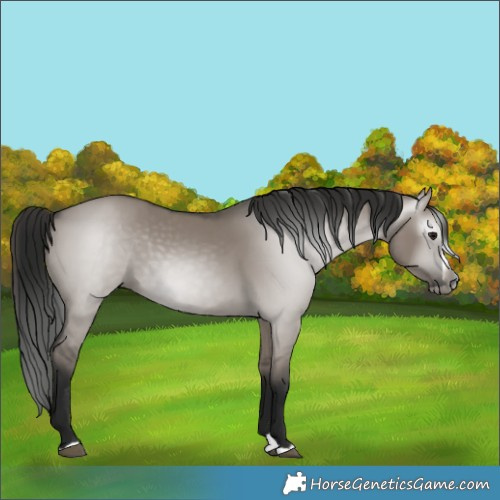 Horse Color:Gray Smoky Grullo Splash Rabicano 