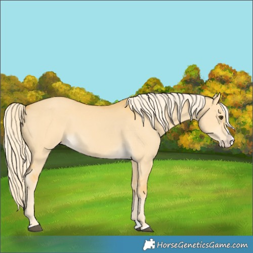 Horse Color:Palomino Dun Splash 