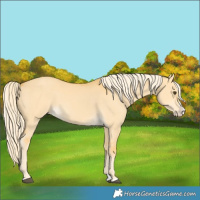 Horse Color:Palomino Dun Splash