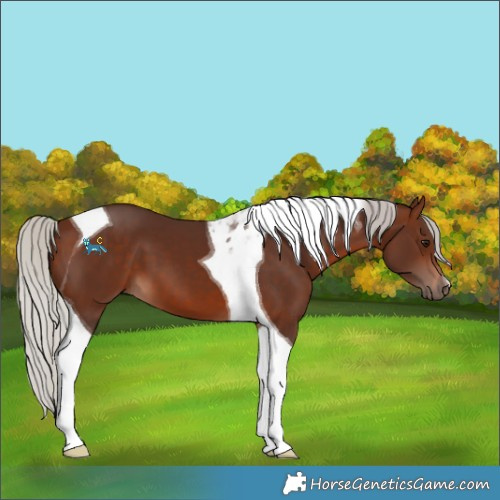 Horse Color:Silver Brown Tobiano 