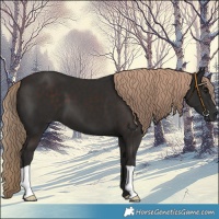 Horse Color:Liver Chestnut 