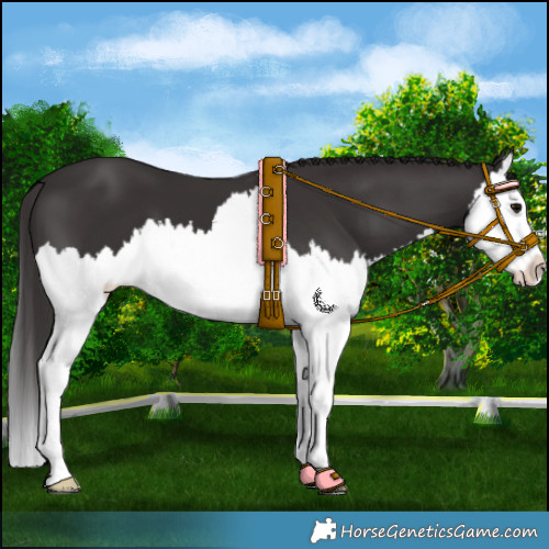 Horse Color:Smoky Black Splash