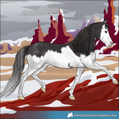 Horse Color:Smoky Black Splash 