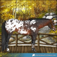 Horse Color:Brown Sabino Splash Appaloosa  and Brown Appaloosa 