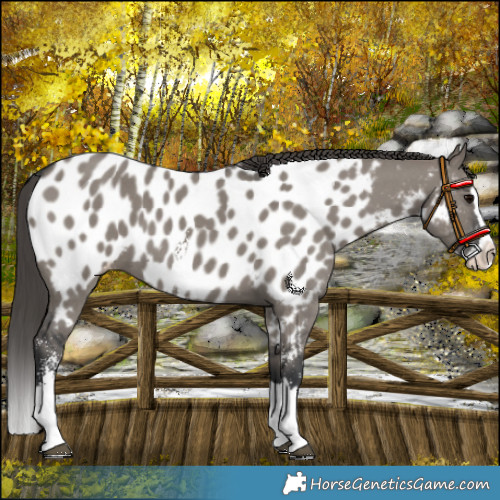 Horse Color:Grullo Sabino Splash Near Leopard 
