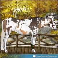 Horse Color:Gray Chocolate Palomino Sabino Splash Near Leopard  and Buckskin Splash 