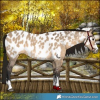 Horse Color:Gray Bay Dun Sabino Appaloosa 