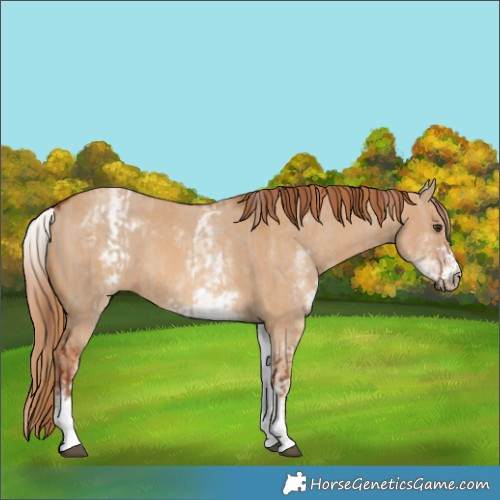 Horse Color:White Spotted Red Dun Rabicano  and White Spotted Red Dun Rabicano 