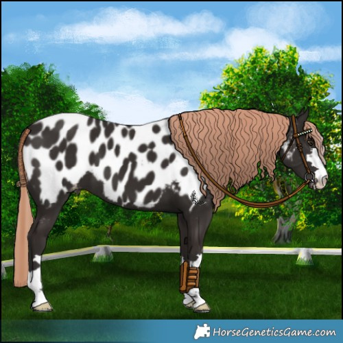 Horse Color:Liver Chestnut Near Leopard 