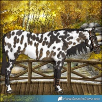 Horse Color:Buckskin Near Leopard 