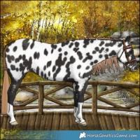 Horse Color:Liver Chestnut Near Leopard