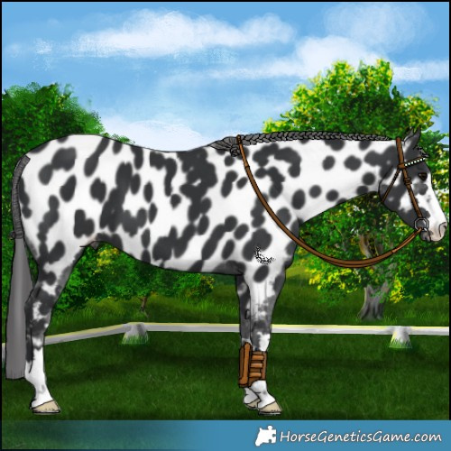 Horse Color:Black Near Leopard 