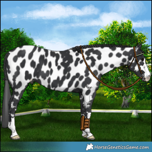 Horse Color:Black Appaloosa 