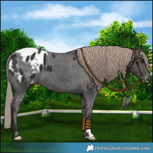 Horse Color:Liver Chestnut Blanket 