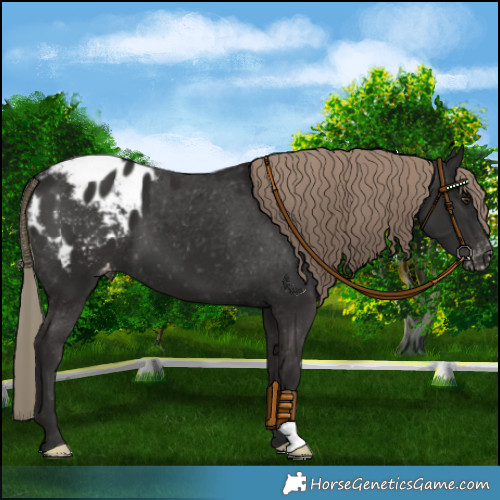 Horse Color:Liver Chestnut Appaloosa