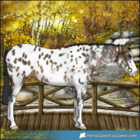 Horse Color:White Spotted Brown Dun Appaloosa