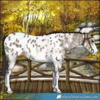 Horse Color:White Spotted Brown Dun Appaloosa 