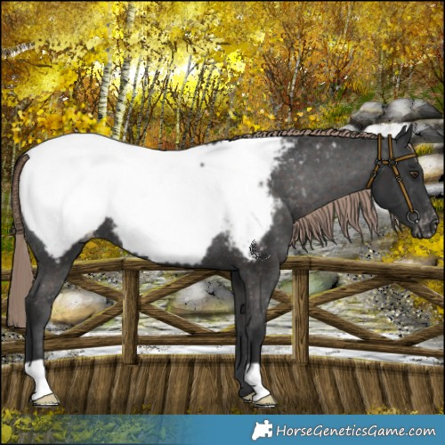 Horse Color:Liver Chestnut Snowcap 