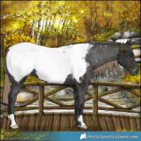 Horse Color:Liver Chestnut Appaloosa 
