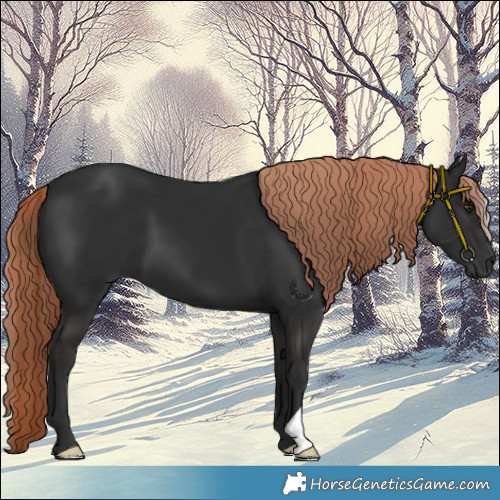 Horse Color:Liver Chestnut 