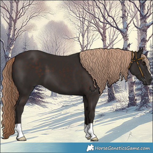 Horse Color:Liver Chestnut 