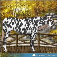 Horse Color:Liver Chestnut Near Leopard