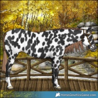 Horse Color:Liver Chestnut Appaloosa 