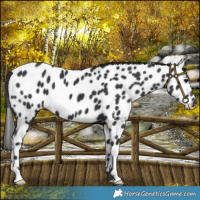 Horse Color:Black Appaloosa