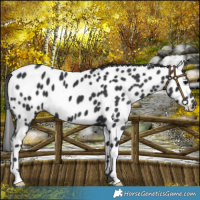 Horse Color:Black Appaloosa 