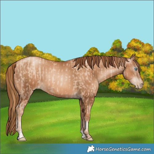 Horse Color:Gold Champagne Pearl Rabicano  and Gray Gold Champagne Pearl Rabicano 