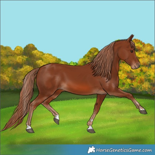 Horse Color:Chestnut 