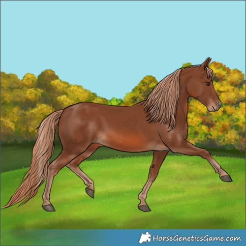 Horse Color:Chestnut 