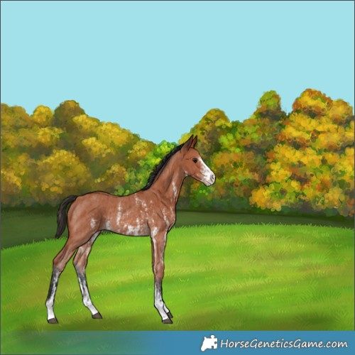 Horse Color:Bay Sabino Rabicano  and Bay Sabino Rabicano 